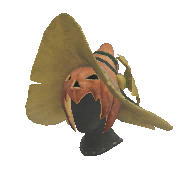 Harvest Flor α alternative image